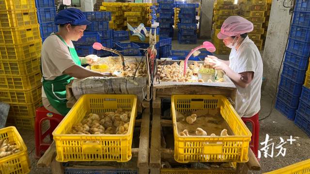 一只鸡打开“致富门”！吴川三浪村以数字化养鸡走好振兴路